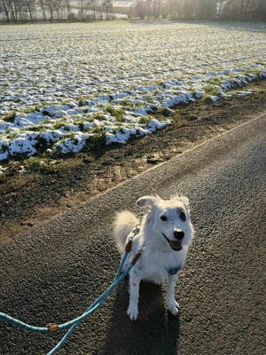 Treuer Charlie sucht liebevolle Hundekenner   Bild 5