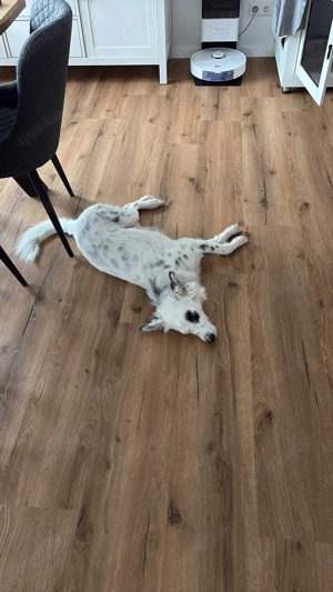 Treuer Charlie sucht liebevolle Hundekenner   Bild 2