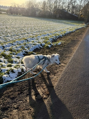 Treuer Charlie sucht liebevolle Hundekenner   Bild 7