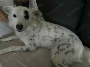 Treuer Charlie sucht liebevolle Hundekenner  