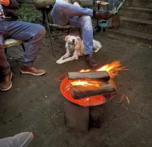 Treuer Charlie sucht liebevolle Hundekenner   Bild 8