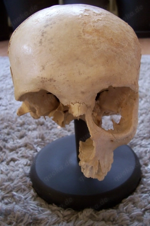 Menschlicher Schädel