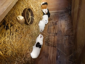 Meerschweinchen weiblich 