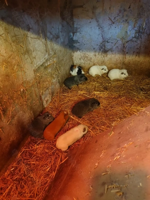 Meerschweinchen männlich 