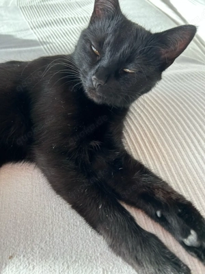 süßes 2 jähriges kätzchen sucht neue familie