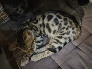 Noch 1 reinrassiges bengal Weibchen kitten 