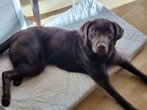 Deckrüde Labrador gesucht (kein Gelb   kein Gelbträger)