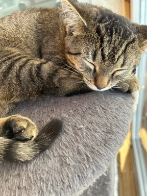 9 monate altes kätzchen sucht neuen besitzer Bild 2