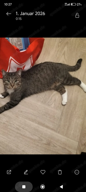 Samtpfote sucht liebevolles Zuhause 