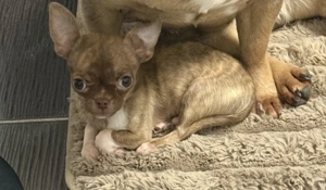 Chihuahua 7 monate alt 