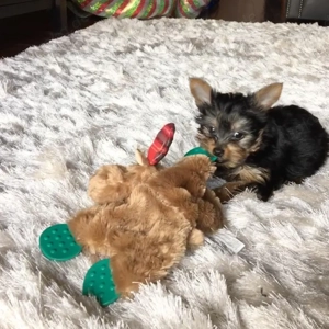 Yorkshire Terrier Welpe Bild 2