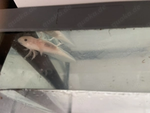 Axolotl aus Hobbyzucht abzugeben 
