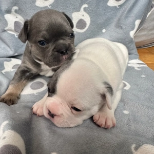 Französische Bulldoggen Welpen