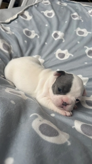 Französische Bulldoggen Welpen