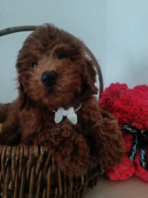 Zwergpudel Welpen  Bild 2