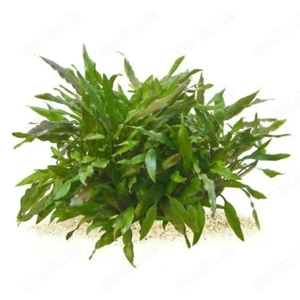 Verkaufe Cryptocoryne und Rubinludwigien