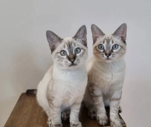 MIRA + MARLENE- süß, verspielt, verschmust 