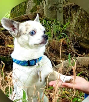 Chihuahua Deckrüde KEIN VERKAUF 