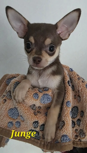 Chihuahua Welpen 