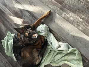 Malinois Terrier Mix abzugeben