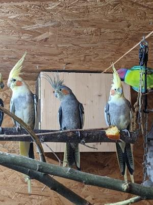 Standard Nymphensittiche 