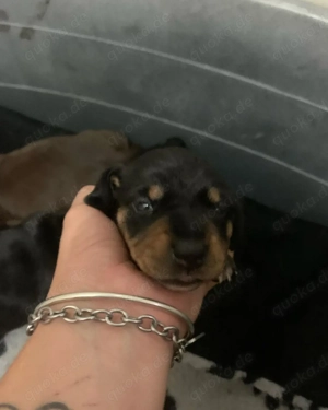 Wundderschöne Zwerg-Dackel-Welpen suchen ein neues Zuhause!