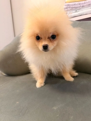 pomeranien zwergspitz