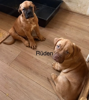 Abgabebereit Wunderschöne Welpen