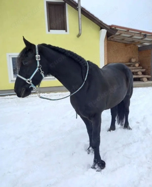  7 jähriger Stute Bild 2