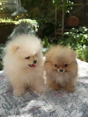 Schöne reinrassige pommersche Welpen verfügbar