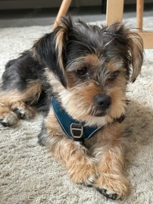 yorkshire terrier Mix
