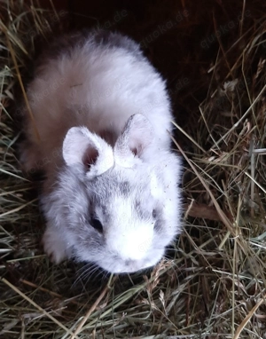 Löwenköpfchen, Zwergkaninchen