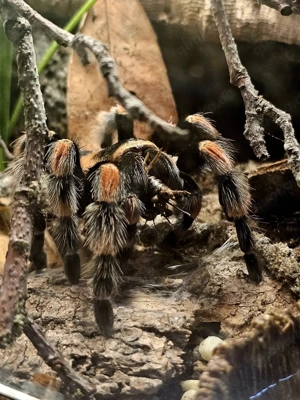 0.1 Brachypelma hamorii 