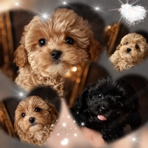 Exklusive Mini Maltipoo Welpen