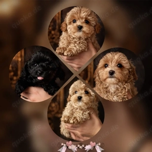 Exklusive Maltipoo Welpen