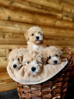 Maltipoo Pudel Malteser Bild 3