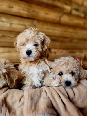 Maltipoo Pudel Malteser Bild 4