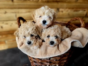 Maltipoo Pudel Malteser Bild 2