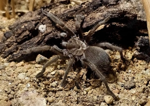 0.1 Aphonopelma hentzi 