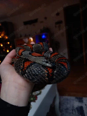 lampropeltis mexicana &terrarium mit zubehör & teschnik 