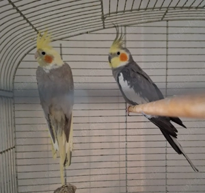 Junges Nymphensittich Pärchen 