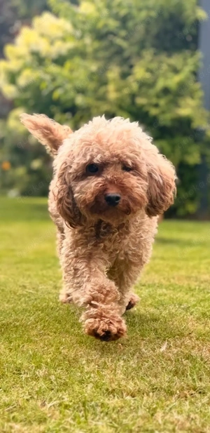 Maltipoo Pudel Malteser Bild 6