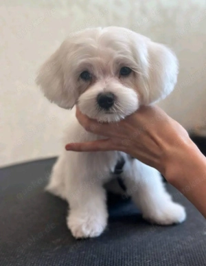 Maltipoo Pudel Malteser Bild 5