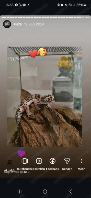 Leoparden Gecko
