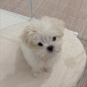 Ein süßer Malteser sucht ein neues Zuhause