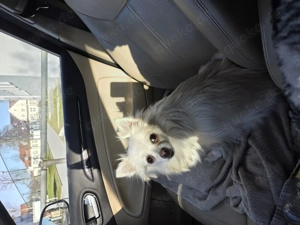 Pomeranian zwergpitze  Bild 3