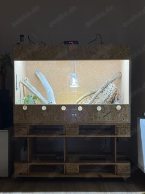 Stachelschwanzwaran Varanus inkl. Terrarium