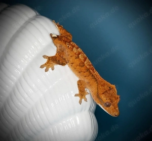 poss.0.1 Kronengecko - orange Tiger Cappuccino - Joker Bild 2