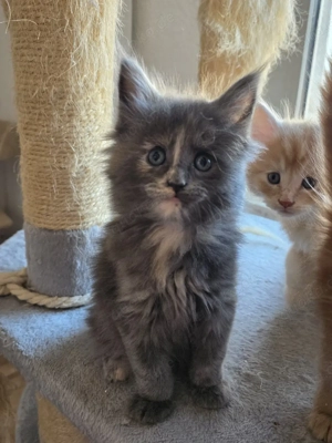 Maine Coon Kitten