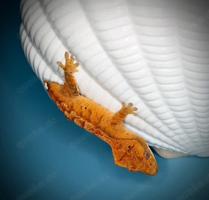 poss.0.1 Kronengecko - orange Tiger Cappuccino - Joker Bild 3